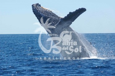 Hotel Bahia del Sol Ladrilleros - 