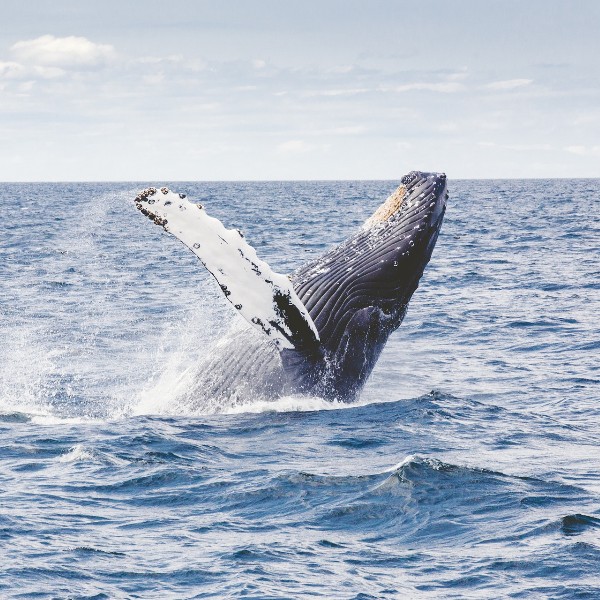 Avistamiento de Ballenas - Hotel Bahia del Sol Ladrilleros